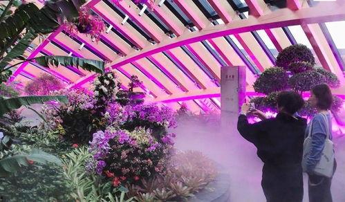 花网红打卡布景,花海中的浪漫时光