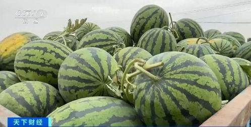 自由自吃瓜基地小组,揭秘网络社交新趋势