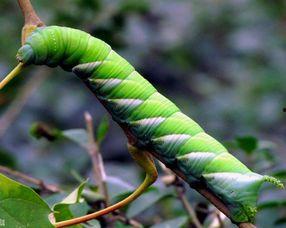 孔雀吃小瓜虫吗,探究孔雀是否食用小瓜虫