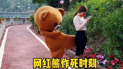 网红熊恶搞作死视频,网红熊恶搞作死，笑料百出引网友热议