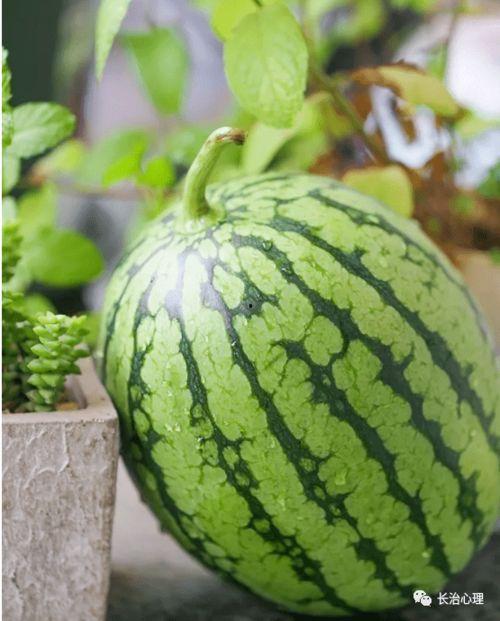 独立个体可以吃瓜吗,畅享瓜界盛宴