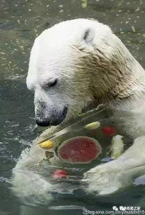 憨厚吃瓜,揭秘娱乐圈背后的甜蜜与苦涩