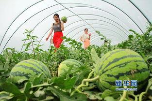 吃瓜内乡,探寻乡村美食的魅力之旅