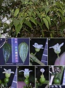 马可以吃瓜叶吗,揭秘马儿能否享用瓜叶美味