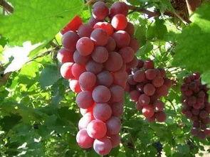 网红直播销售宏伟镇葡萄